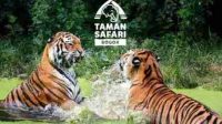 Harga Tiket Masuk Taman Safari Cisarua Bogor