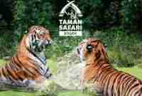 Harga Tiket Masuk Taman Safari Cisarua Bogor