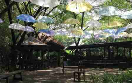 Payung Hutan Mangrove PIK 1