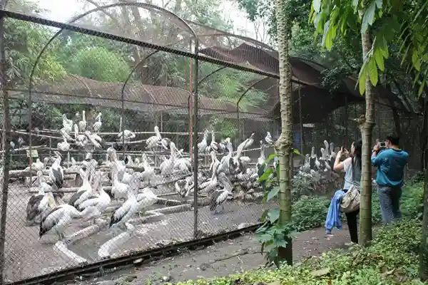 Dunia Aves Kebun Binatang Surabaya (KBS)