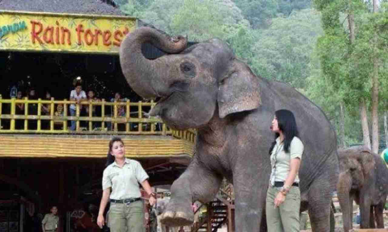 animal show taman safari bogor