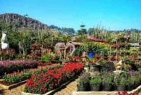 Harga Tiket Masuk Taman Begonia Lembang