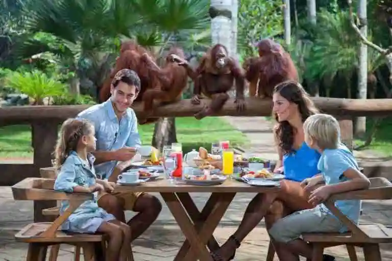 Sarapan Bersama Orangutan