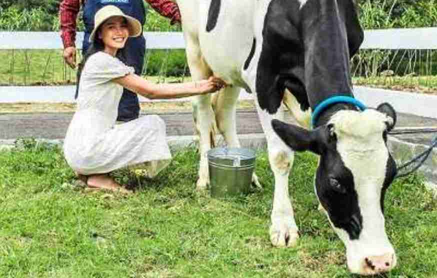 Cow Milking Cimory Dairyland Puncak Bogor