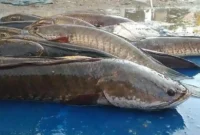 Harga Ikan Gabus Per Kg dan Per Ekor
