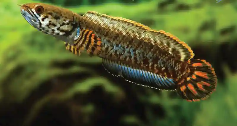 Jenis-Jenis Ikan Channa