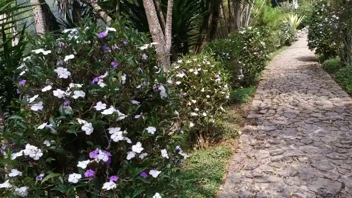 Kebun Raya Cibodas Taman Rhododendron