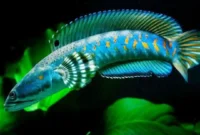 Update Harga Ikan Channa Hias di Indonesia