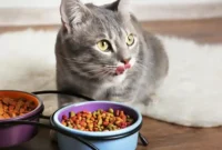 Harga Makanan Kucing Friskies (Semua Kemasan)