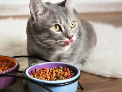 Harga Makanan Kucing Friskies (Semua Kemasan) Desember 2022