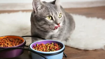 Harga Makanan Kucing Friskies (Semua Kemasan) Desember 2022