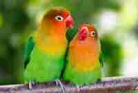 Update Harga Sangkar Burung Lovebird Beserta Merek & Spesifikasi