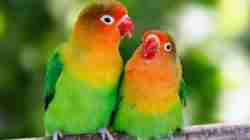 Update Harga Sangkar Burung Lovebird Beserta Merek & Spesifikasi
