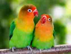 Update Harga Sangkar Burung Lovebird Merek & Spesifikasi 2023