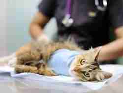 Harga Biaya Steril Kucing Jantan & Betina Maret 2023