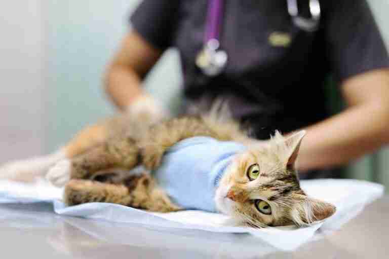 Info Kisaran Biaya Steril Kucing Jantan & Betina Terbaru