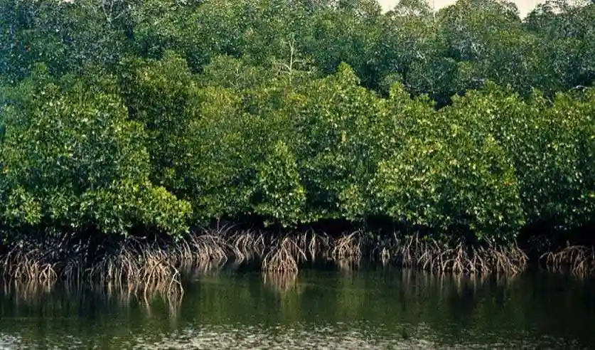 Ekosistem Bakau