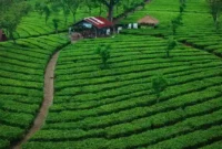 Harga Tiket Masuk Kebun Teh Wonosari