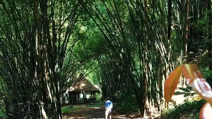 Pesona Rimbunnya Bambu Di Boon Pring
