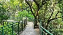 Harga Tiket Masuk Forest Walk Babakan Siliwangi