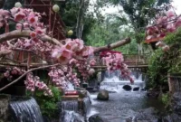 Harga Tiket Masuk Wisata Umbulan Tanaka
