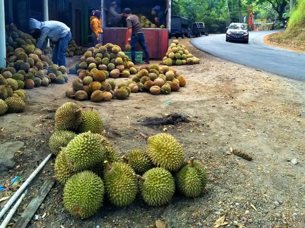 Wisata Kuliner Buah Durian