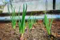 Harga Daun Bawang Di Pasaran Terbaru Desember 2022