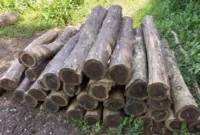 Harga Kayu Sonokeling per Kubik