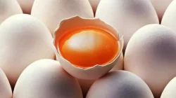 Harga Telur Ayam Kampung Terbaru