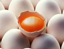 Harga Telur Ayam Kampung Terbaru Juni 2023