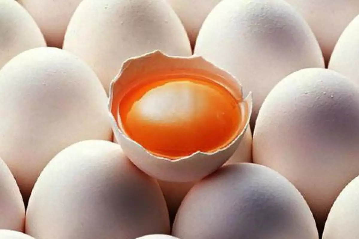 Harga Telur Ayam Kampung Terbaru