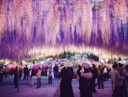 Harga Tiket Masuk Ashikaga Flower Park Jepang Terbaru April 2024