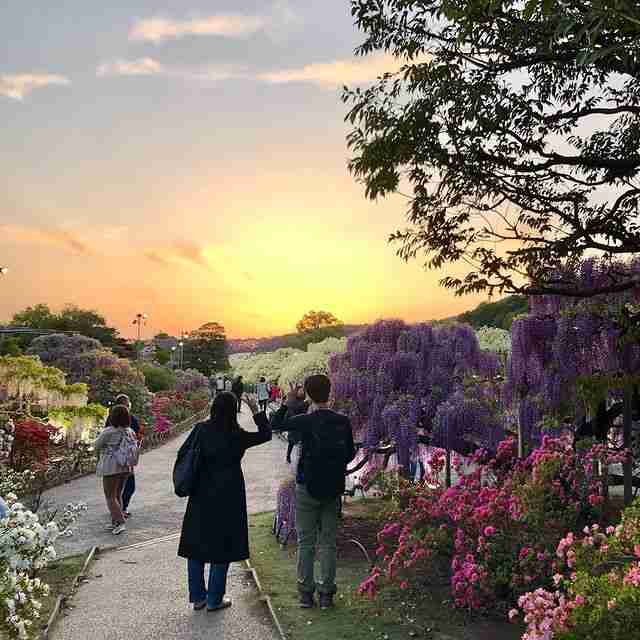 Tips Mengunjungi Ashikaga Flower Park