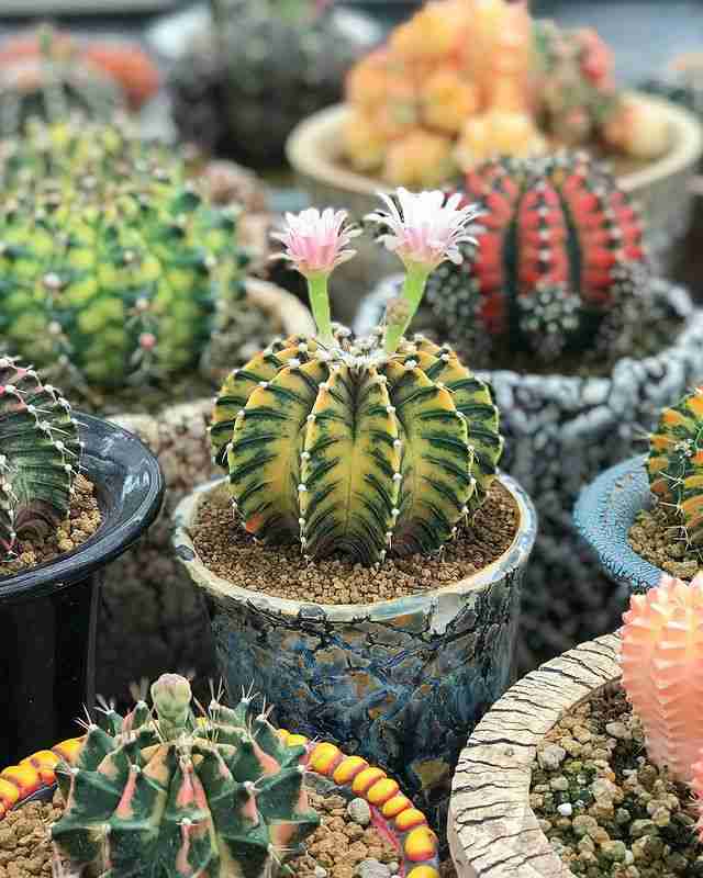 Harga Kaktus Mini Lengkap Terbaru Juni 2023