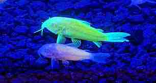 Glofish Corydoras