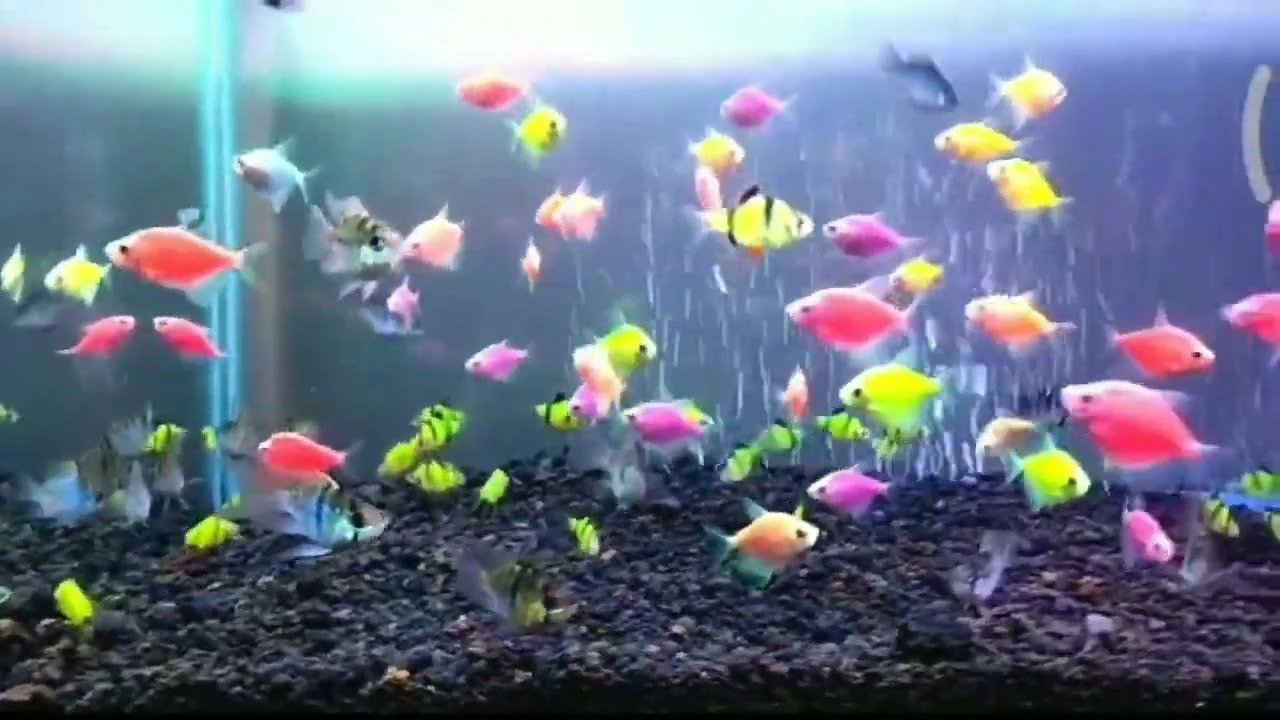 Cara Merawat Ikan Glofish