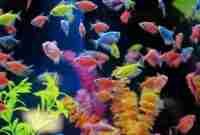 Harga Ikan Glofish Berbagai Jenis & Cara Merawatnya Terbaru Agustus 2023