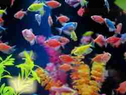 Harga Ikan Glofish Berbagai Jenis & Cara Merawatnya Terbaru September 2023