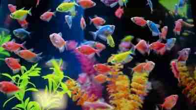 Harga Ikan Glofish Berbagai Jenis & Cara Merawatnya Terbaru Oktober 2023