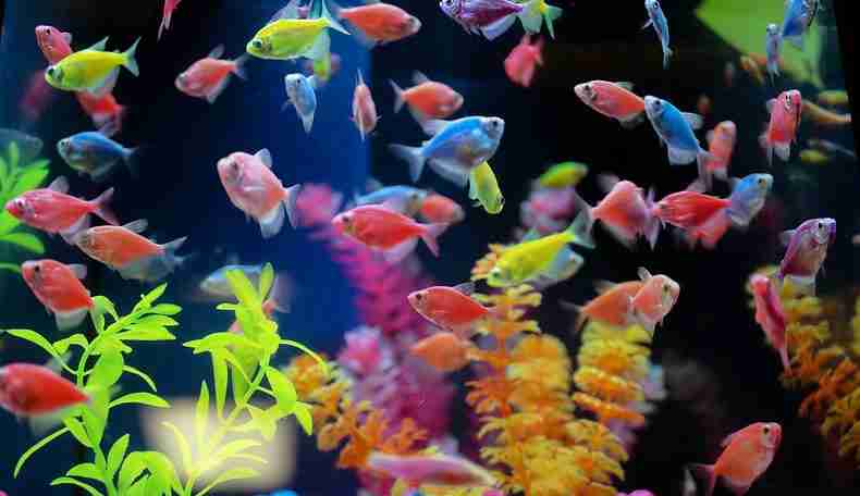Harga Ikan Glofish Berbagai Jenis & Cara Merawatnya Terbaru Agustus 2023
