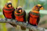 Harga Burung Nuri Dusky Dewasa & Anakan Terbaru Oktober 2023