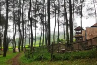 Harga Tiket Masuk Hutan Pinus Rahong
