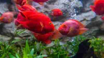 Harga Ikan Red Parrot Terbaru Desember 2023