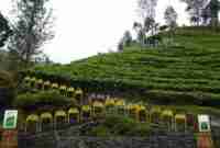 Harga Tiket Masuk Kebun Teh Sirah Kencong Terbaru Desember 2023
