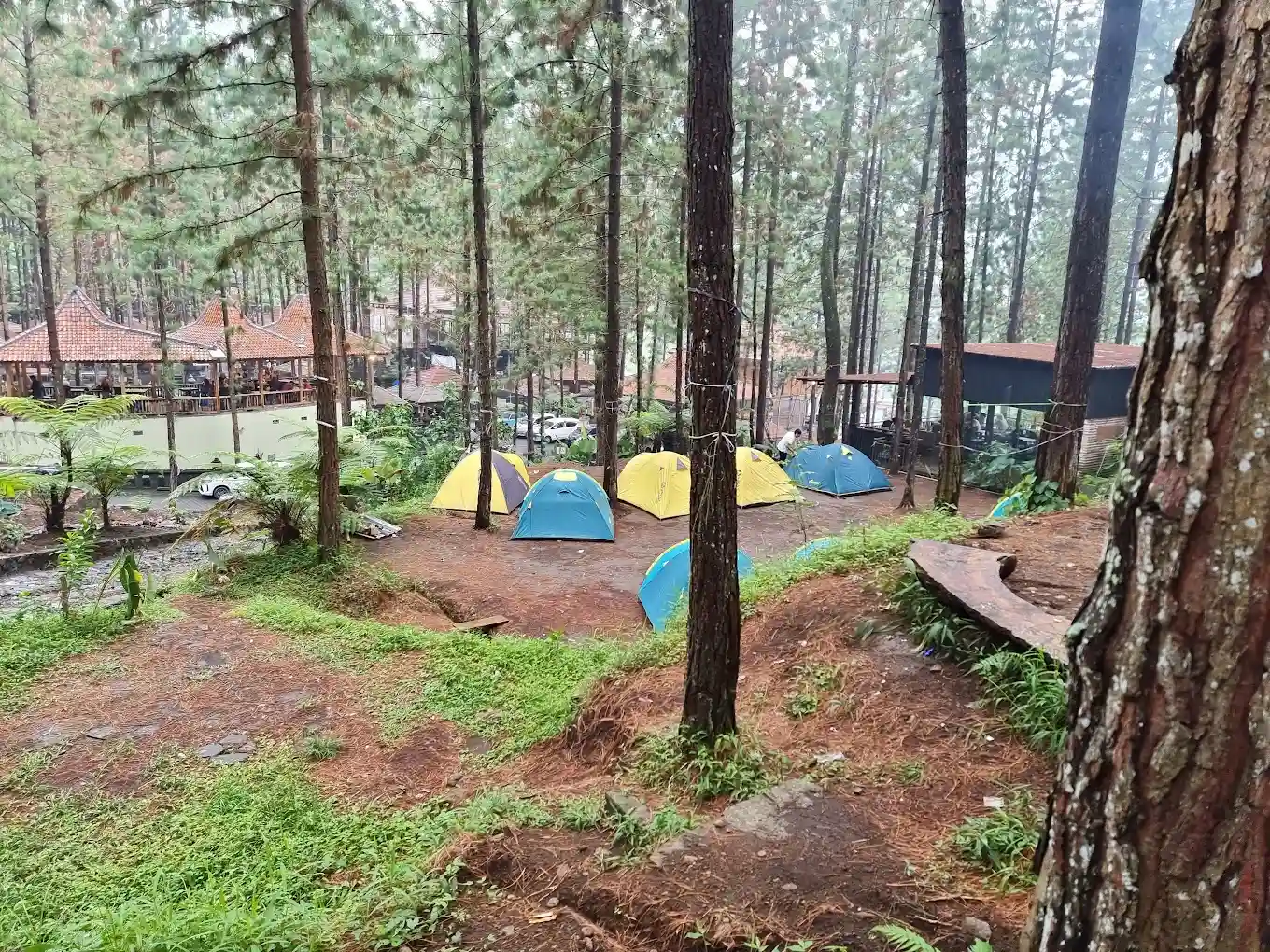 Camping Di Hutan Pinus