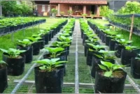 Polybag Besar