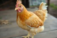 Harga Ayam Broiler Hari Ini per Kg (3)