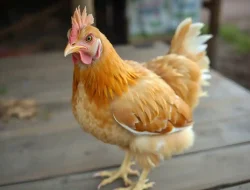 Harga Ayam Broiler Hari Ini per Kg (Update Mei 2025)