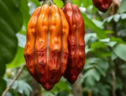 Harga Kakao Hari Ini per Kg Terbaru (Update Mei 2025)