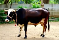 Harga Sapi Kurban per Ekor Terbaru 2025 di Indonesia (2)